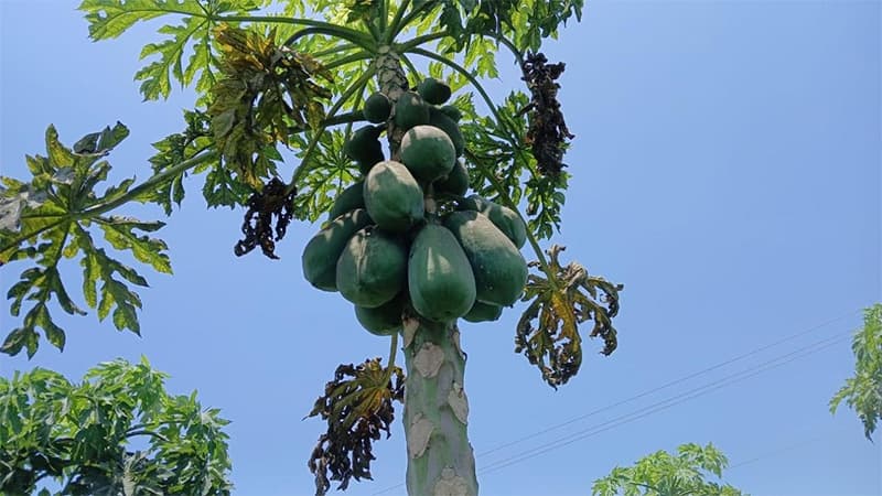 images/1750665349103papayera mexicana.jpg